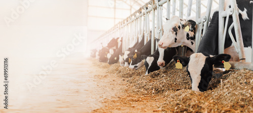 Cows holstein eating hay in cowshed on dairy farm with sunlight in barn. Banner modern meat and milk production or livestock industry
