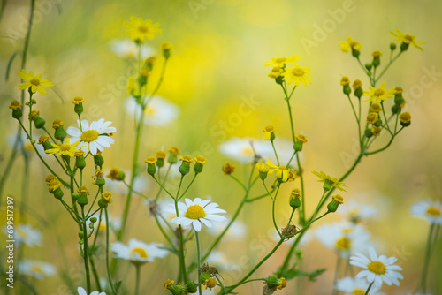 Delicate wildflowers in a spring meadow. White and yellow daisies