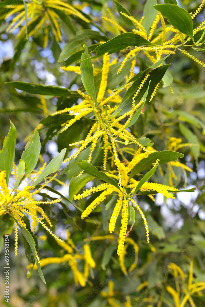 Yellow flower of acacia auriculiformis Cunn Yellow flower of acacia auriculiformis Cunn