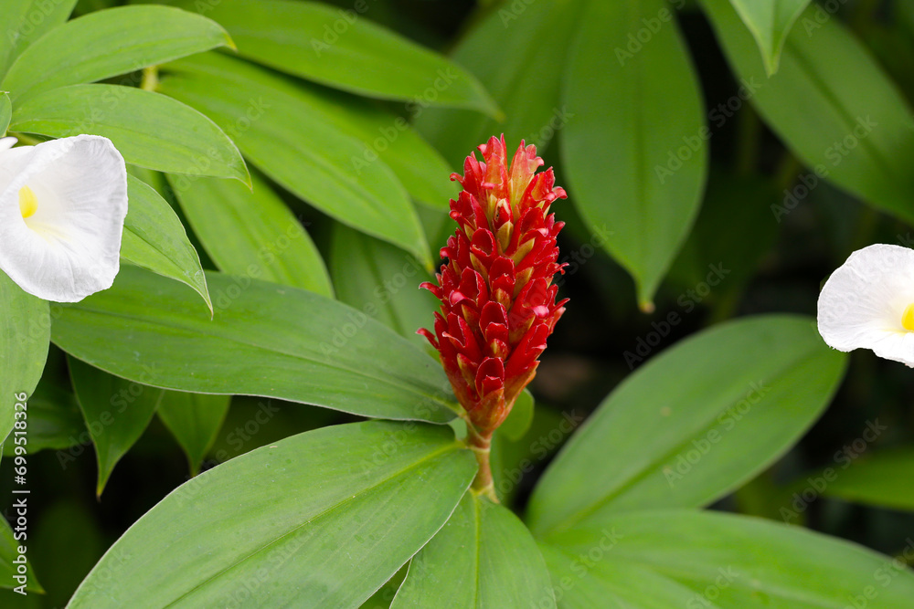 Obraz premium Indian head ginger, Costus speciosus