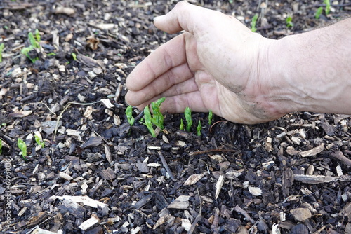 man's hand showing pea sprouts germinating in the vegetable garden with mulch