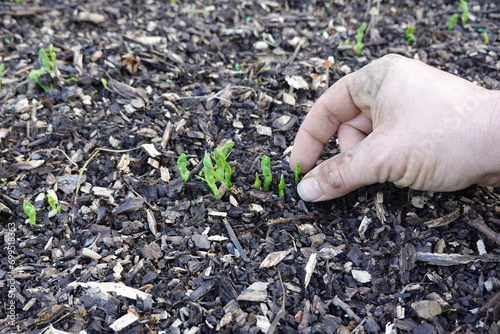 gardener cleans pea plants together in the vegetable garden. pea plant germinating in the soil