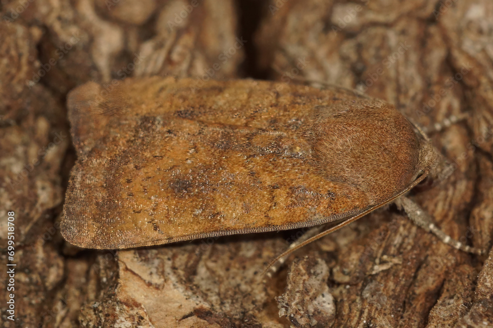 Closeup on a Least Yellow Underwing owlet moth, Noctua interjecta, sitting on wood