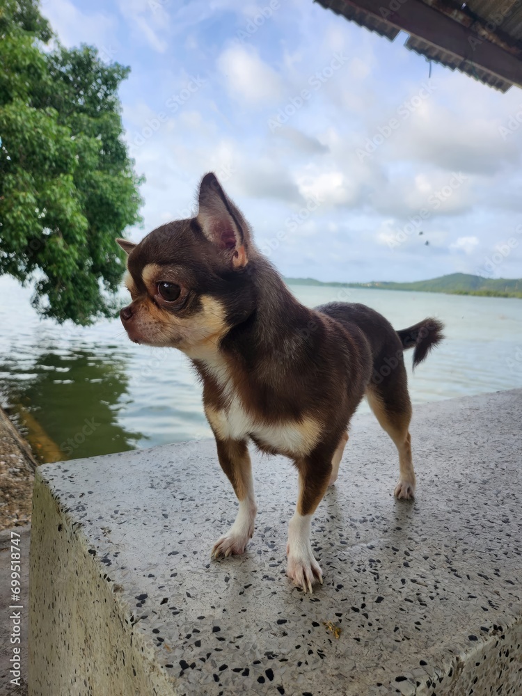 Chihuahua standing on the edge of the river. Chihuahua in the nature.