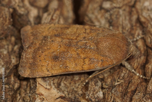 Closeup on a Least Yellow Underwing owlet moth, Noctua interjecta, sitting on wood