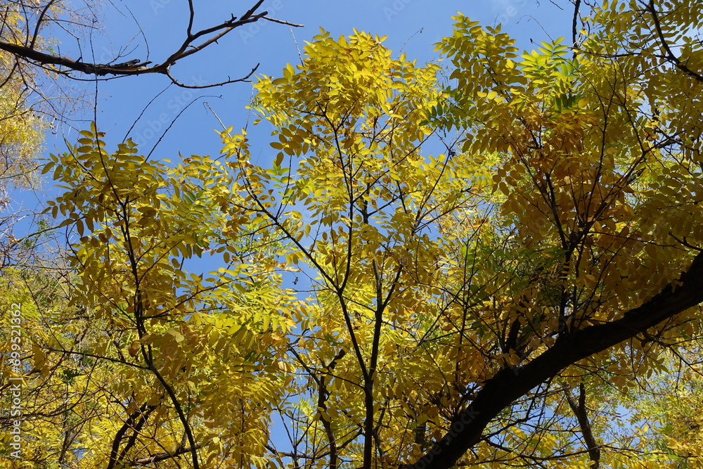 Blue sky and autumnal foliage of Sophora japonica in October Blue sky and autumnal foliage of Sophora japonica in October
