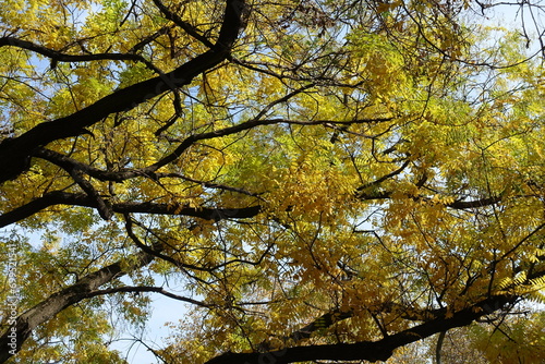 Yellow and green autumnal foliage of Sophora japonica in October