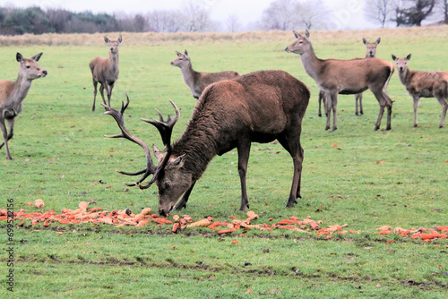 A view of a Red Deer Stag