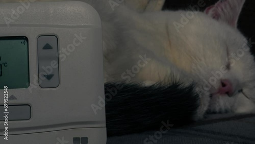 Central heating thermostat with cat sleeping in background photo
