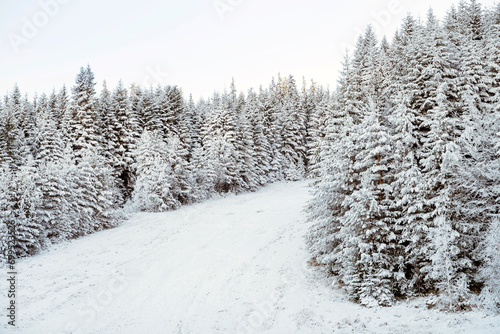 Beautiful Winter Mountain Landscape with Pine Trees Covered with Snow .Rila Mountain, Bulgaria 
