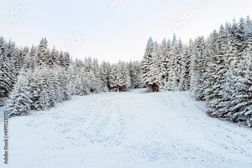 Beautiful  Winter Mountain Landscape with Pine Trees Covered with Snow .Rila Mountain, Bulgaria  © boryanam