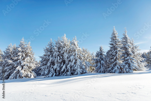 Beautiful  Winter Mountain Landscape with Pine Trees in a Row  .Vitosha Mountain, Bulgaria  © boryanam