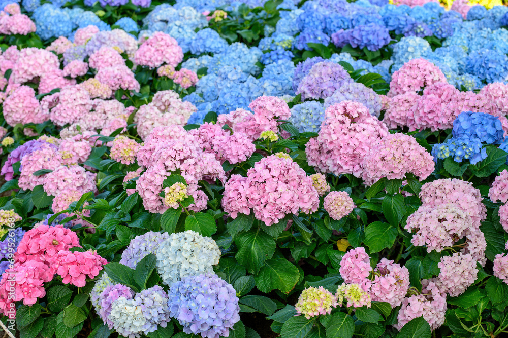 Blooming Hydrangeas flowers in the garden Blooming Hydrangeas flowers in the garden