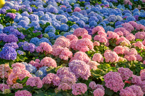 Fototapeta Naklejka Na Ścianę i Meble -  Blooming Hydrangeas flowers in the garden