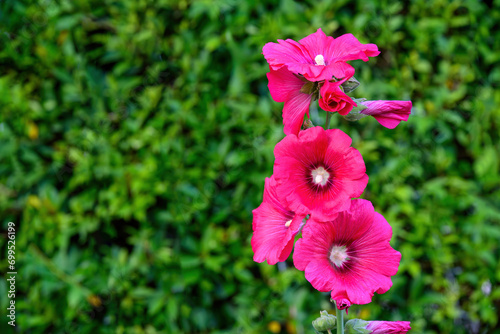 Hollyhock (Alcea rosea) flowers blossom in the Garden photo