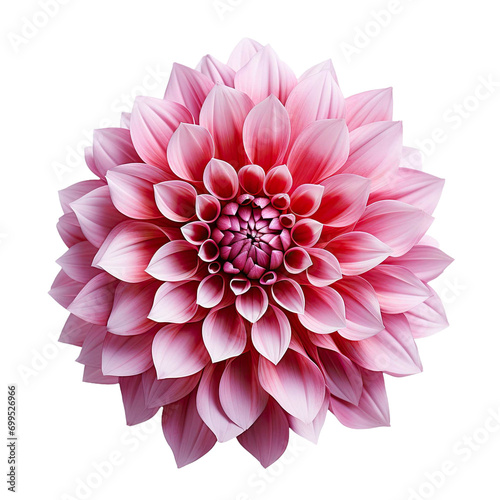 Pink Dahlia flower blooming branches on isolated white background