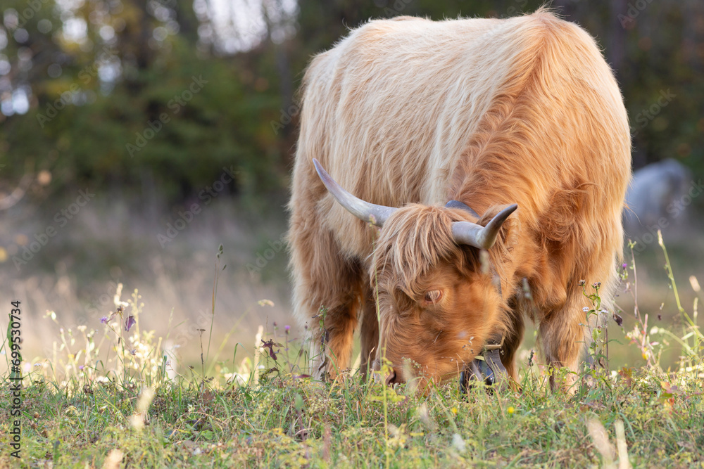 Fototapeta premium The hairy cows of the Scottish Highlands