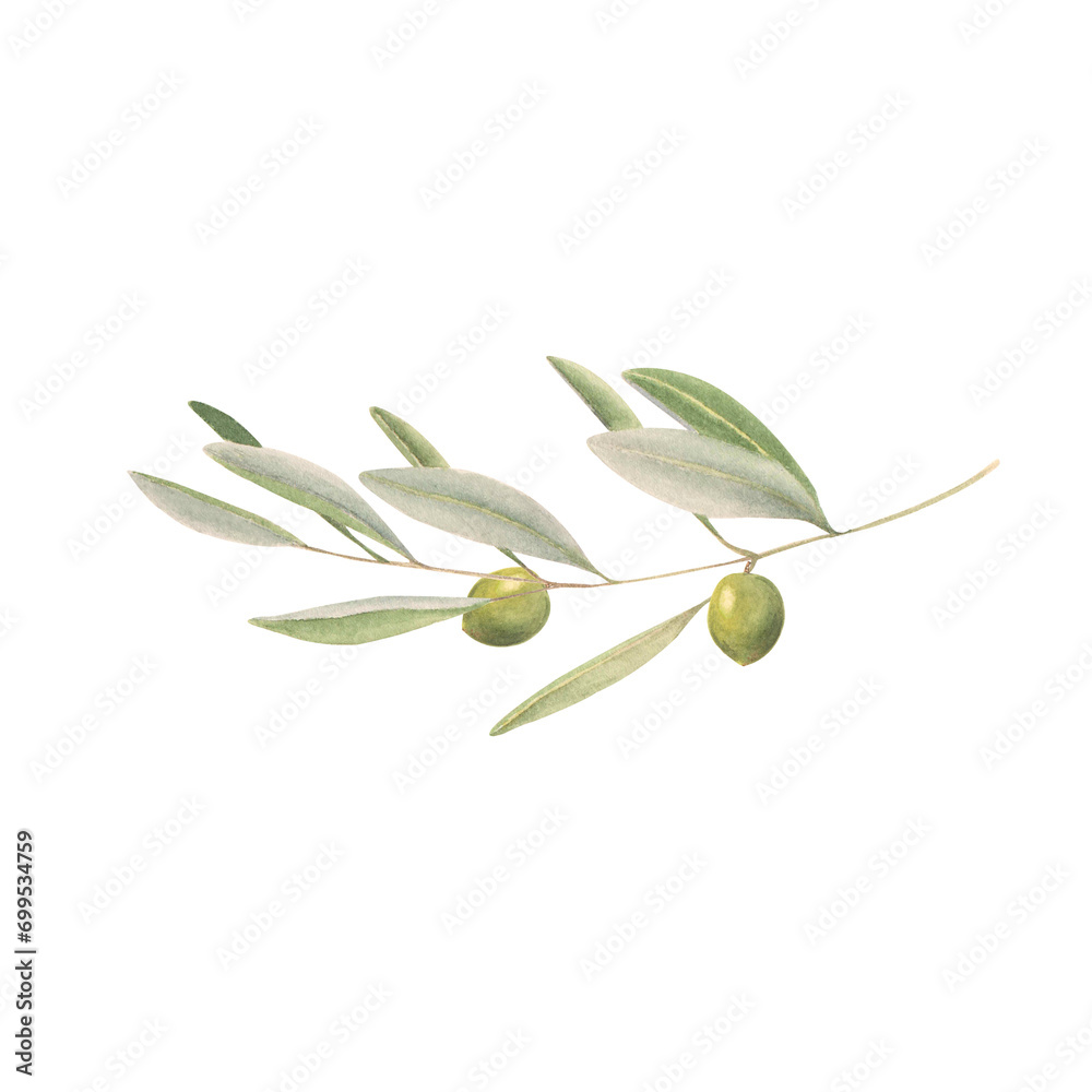 The olive branch with green olive