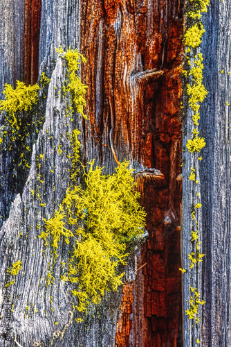 Close up at growing Wolf lichen on a tree stump photo