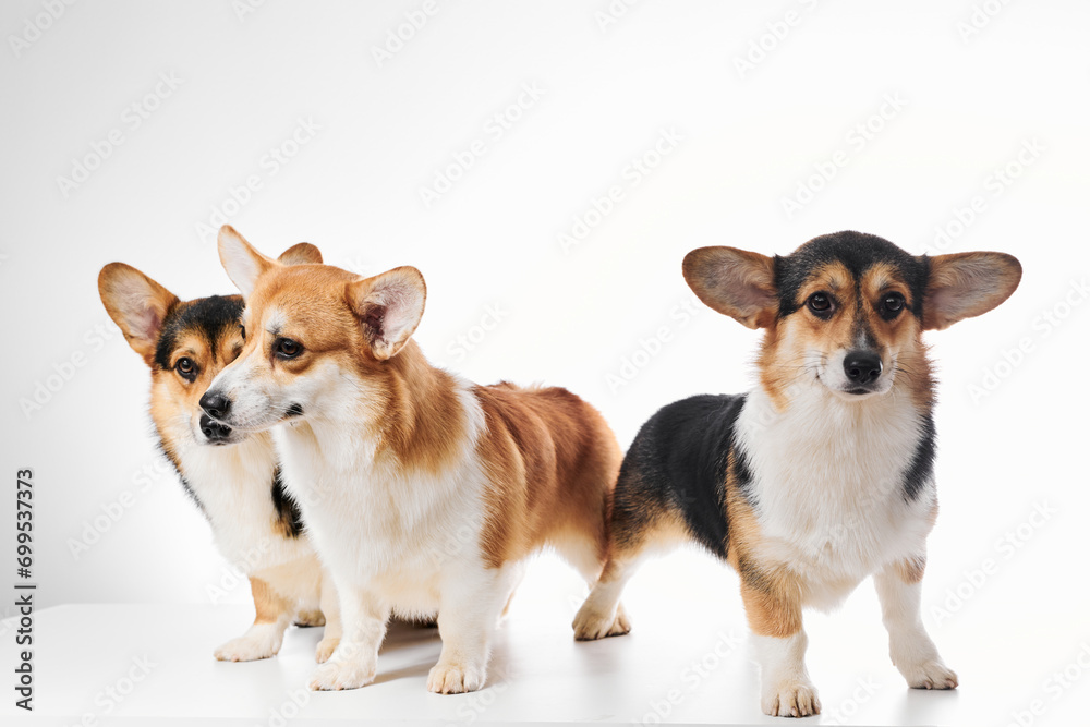 Pembroke Welsh Corgi portrait isolated on white studio background with copy space, family of three purebred dogs Pembroke Welsh Corgi portrait isolated on white studio background with copy space, family of three purebred dogs