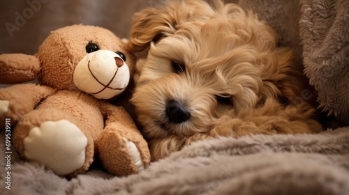 Cute dog sleeps on a soft pillow. The puppy sleeps in an embrace with soft toy