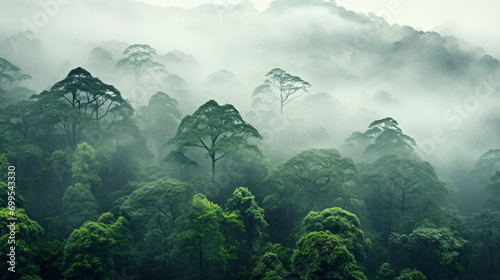 Panorama of the rainforest tree