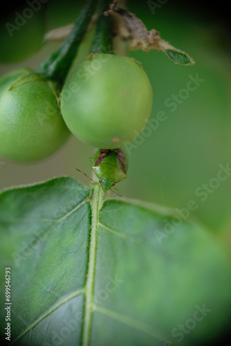 Close-up photo of insect in takokak or pokak or rimbang leaf. Selective focus. photo