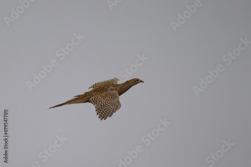 Common Pheasant (Phasianus colchicus) female flying, Baden-Wuerttemberg, Germany photo