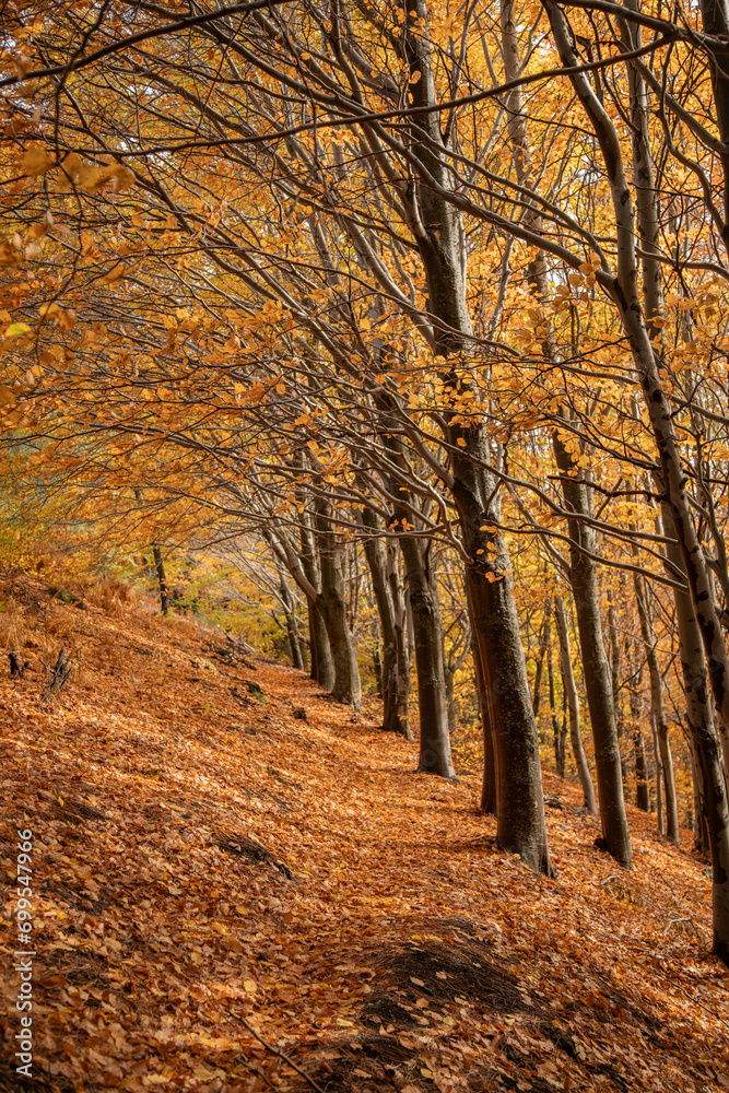 Autumn season on volcano etna in sicilia