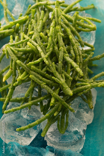 Marsh Samphire or Common Glasswort Salicornia europaea