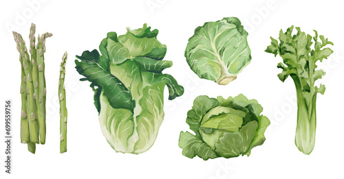 Watercolor food illustrations set. Green salad leaves, green color food. Lettuce, cabbage, leeks, beijing cabbage, iceberg lettuce, asparagus, celery photo