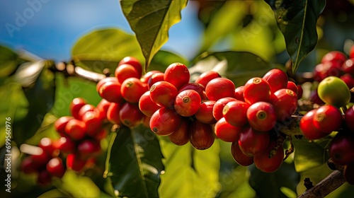 Ripe Arabica Coffee Beans. Generative AI photo