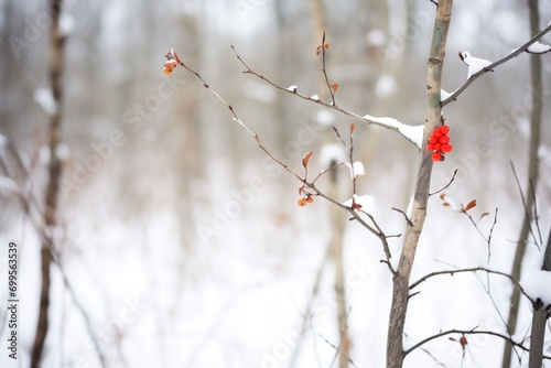 a lone red berry bush in a sea of forest snow