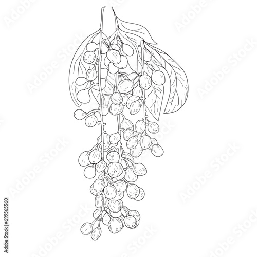 balinaunau tree plant flower vector hand drawing illustration botanical  (ID: 699565560)