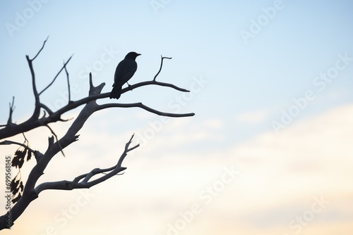 silhouette of a raven perched on a branch