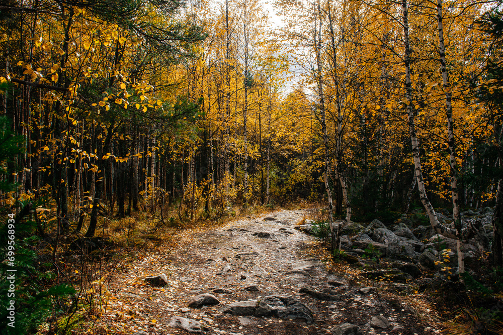 Fototapeta premium hiking trail in the autumn colorful forest
