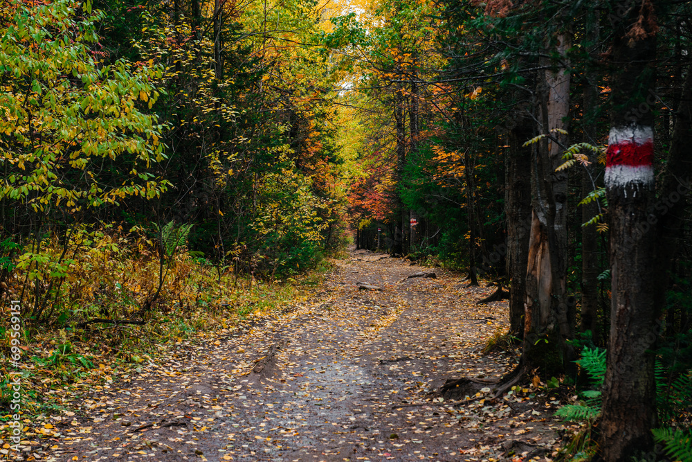 Fototapeta premium hiking trail in the autumn colorful forest