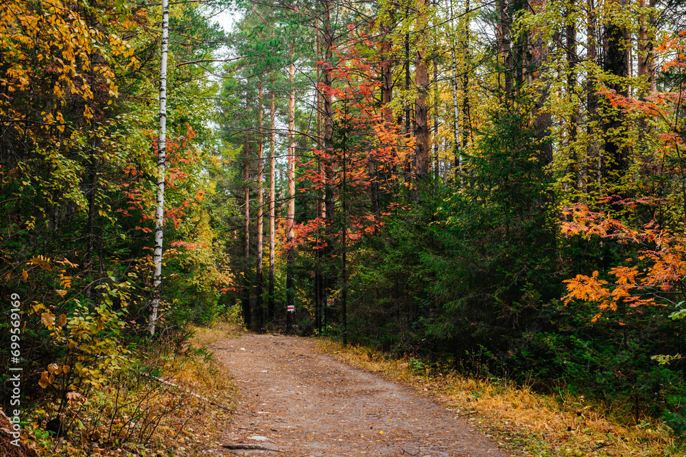 Obraz premium hiking trail in the autumn colorful forest