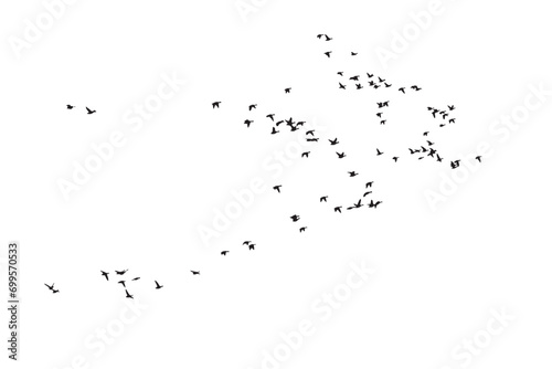 Birds flying in a natural view. Vector birds. White background.