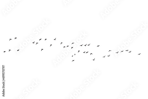 Birds flying in a natural view. Vector birds. White background.