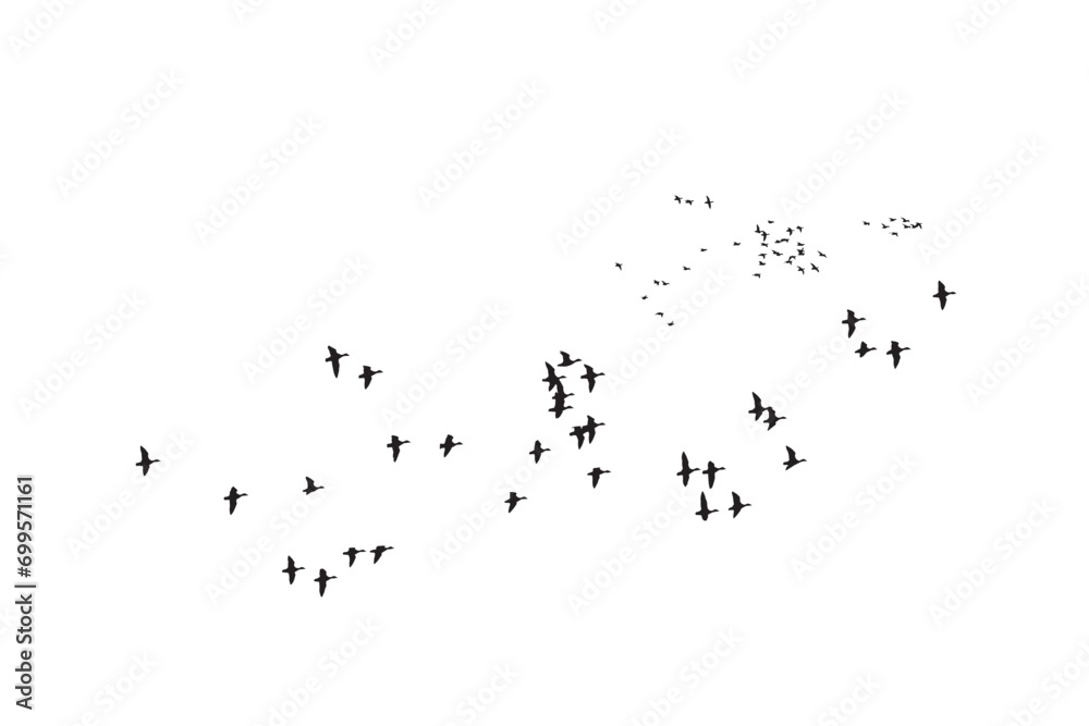 Obraz premium Birds flying in a natural view. Vector birds. White background.