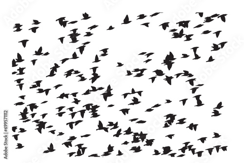 Birds flying in a natural view. Vector birds. White background.