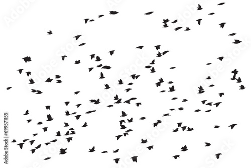 Birds flying in a natural view. Vector birds. White background.