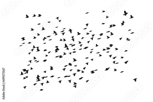 Birds flying in a natural view. Vector birds. White background.