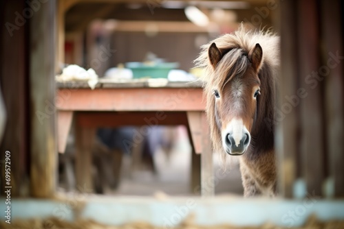 shetland pony looking from rustic stable photo