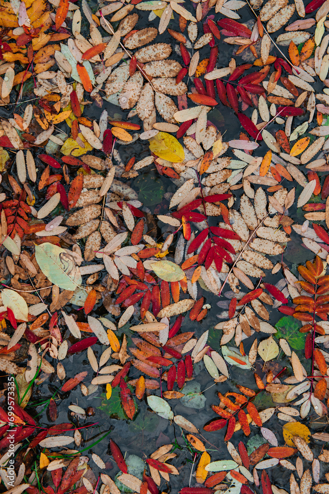 Colorful autumn leaves are lying on the ground in the forest