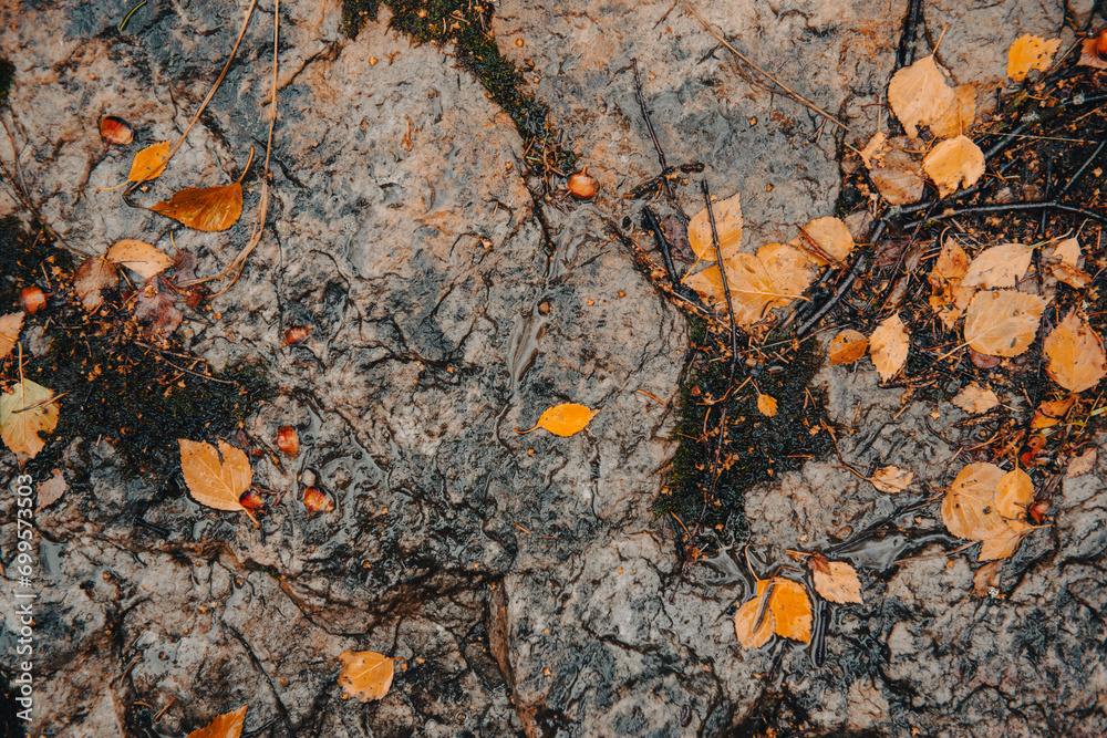 Colorful autumn leaves are lying on the ground in the forest Colorful autumn leaves are lying on the ground in the forest