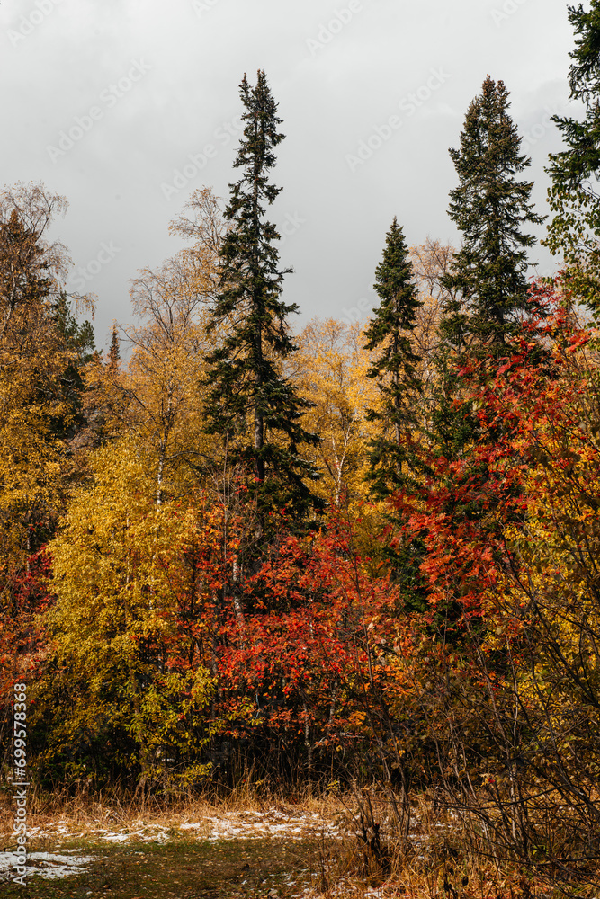 autumn yellow forest in the mountains of the Urals autumn yellow forest in the mountains of the Urals