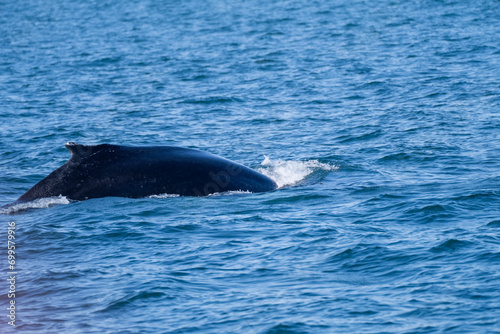 Surfacing whales, whale tails