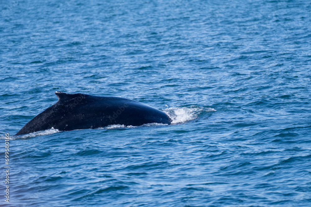 Naklejka premium Surfacing whales, whale tails